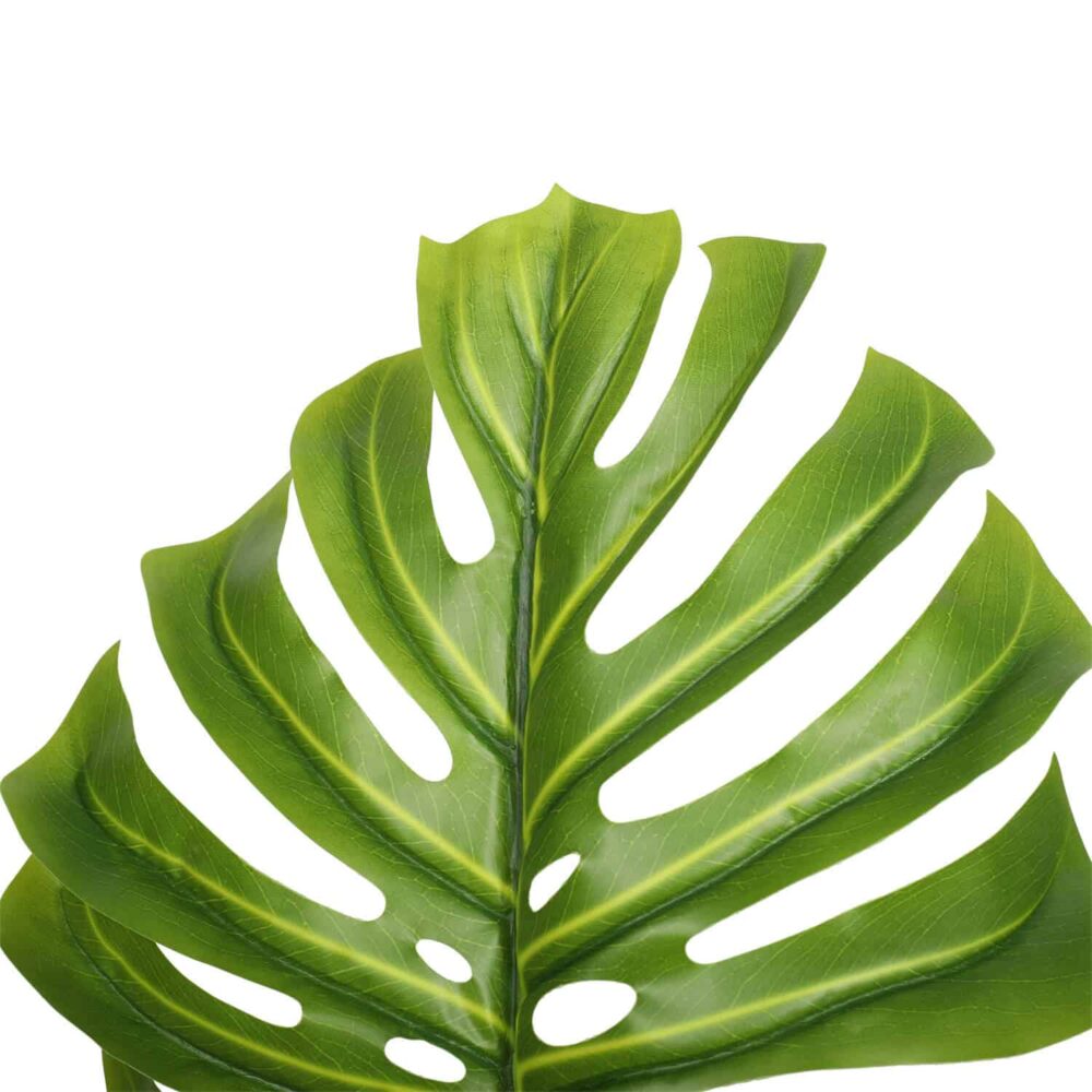 Alternative view of מונסטרה 1 מטר