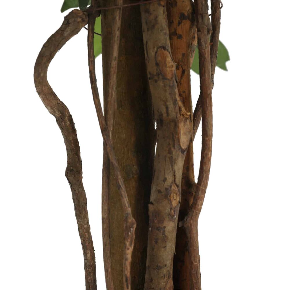 Alternative view of עץ פיקוס ירוק 1.20 מטר