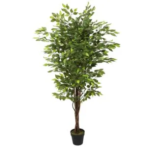 עץ פיקוס ירוק 1.70 מטר