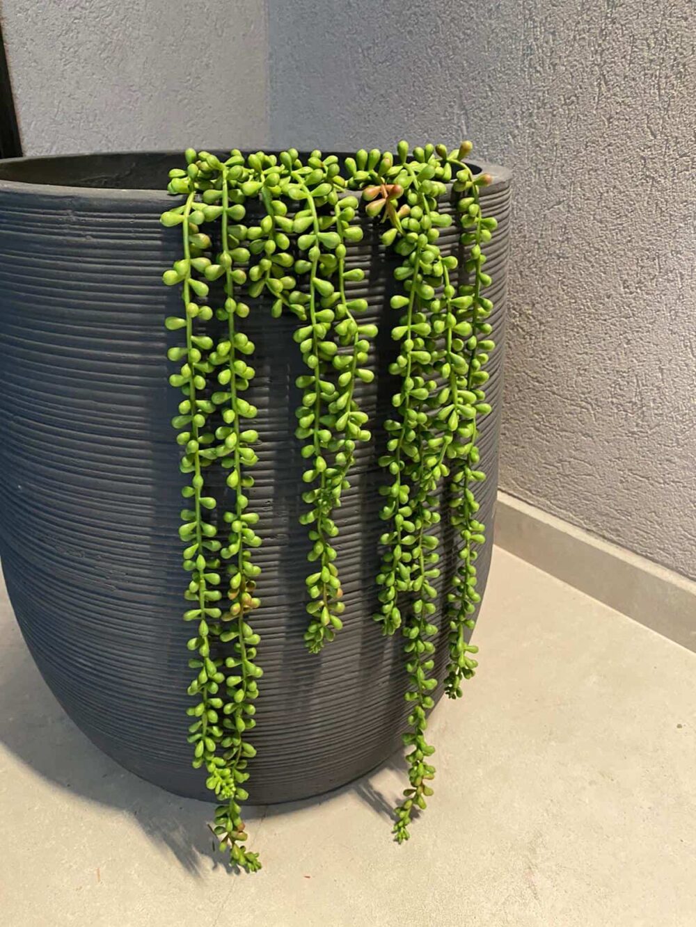 Alternative view of דיכונדרה נשפך 60 ס"מ