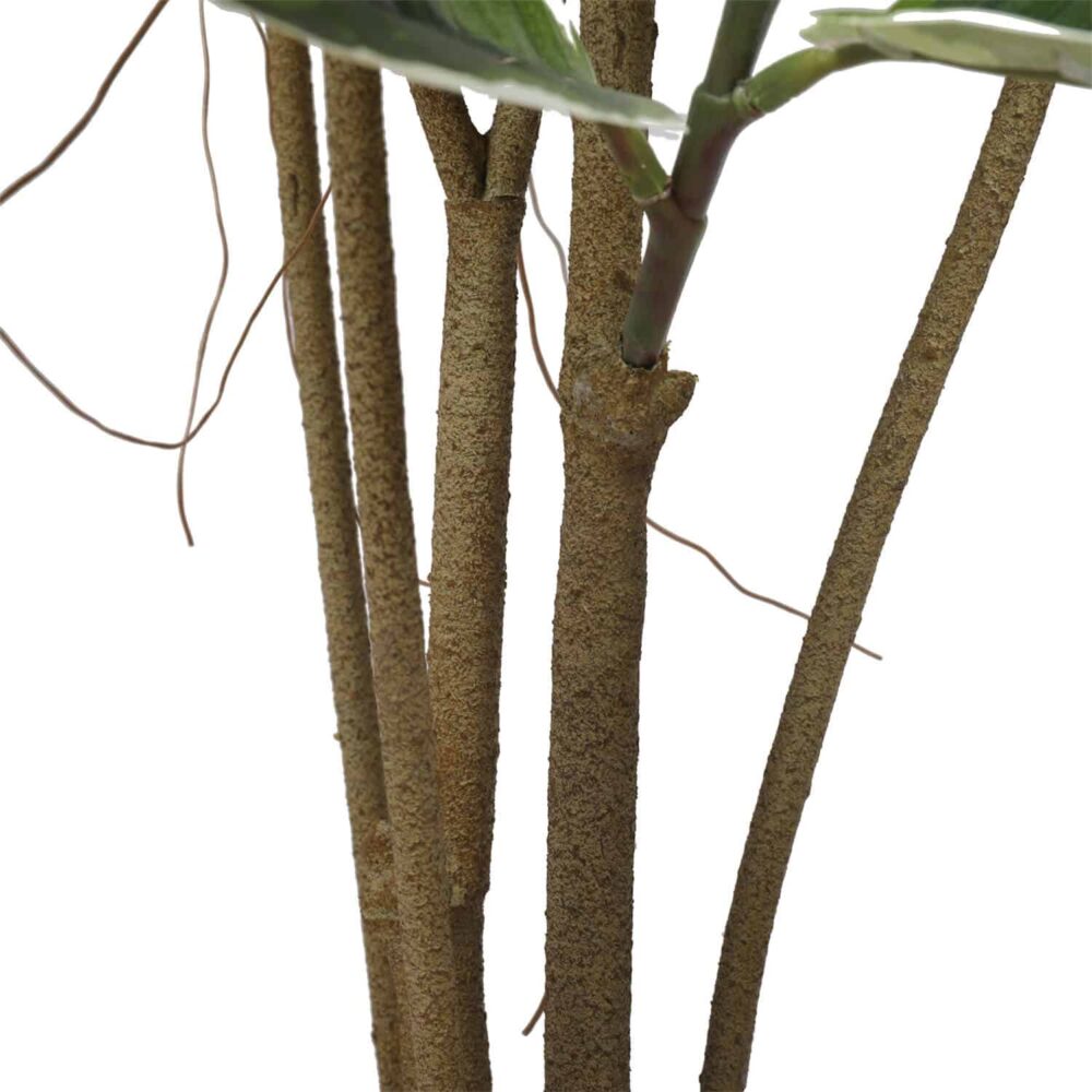 Alternative view of עץ פיקוס כינורי 1.8 מטר