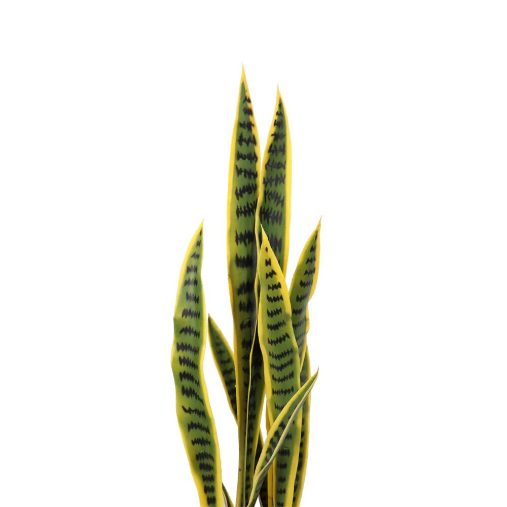 Alternative view of סנסיוורייה 92 ס"מ