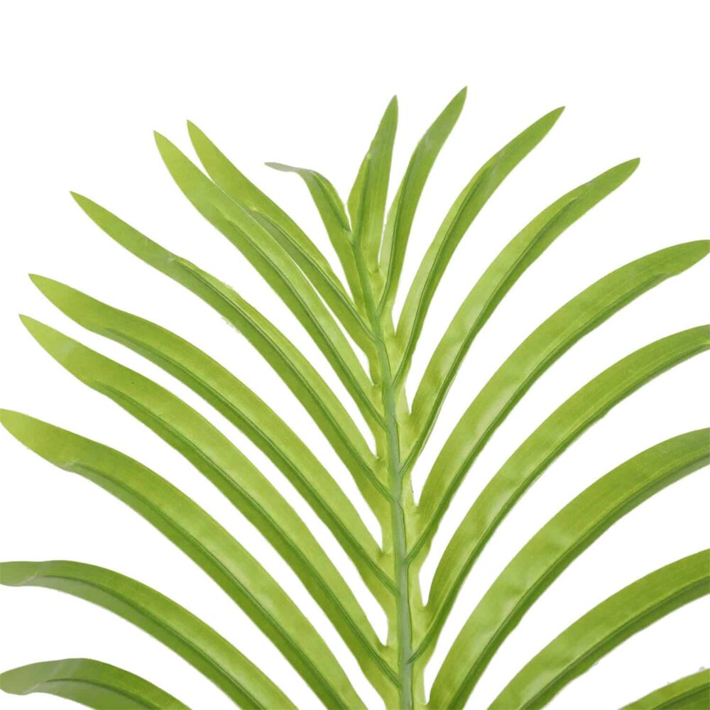 ⁦דקל הוואי 1.5 מטר⁩ – תמונה ⁦3⁩
