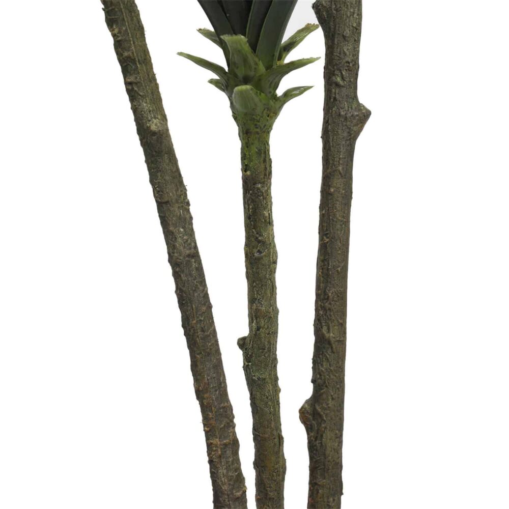 Alternative view of יוקה מפוצל 3 גזעים 1.6 מטר
