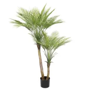 דקל מפוצל 1.2 מטר UV ל-5 שנים