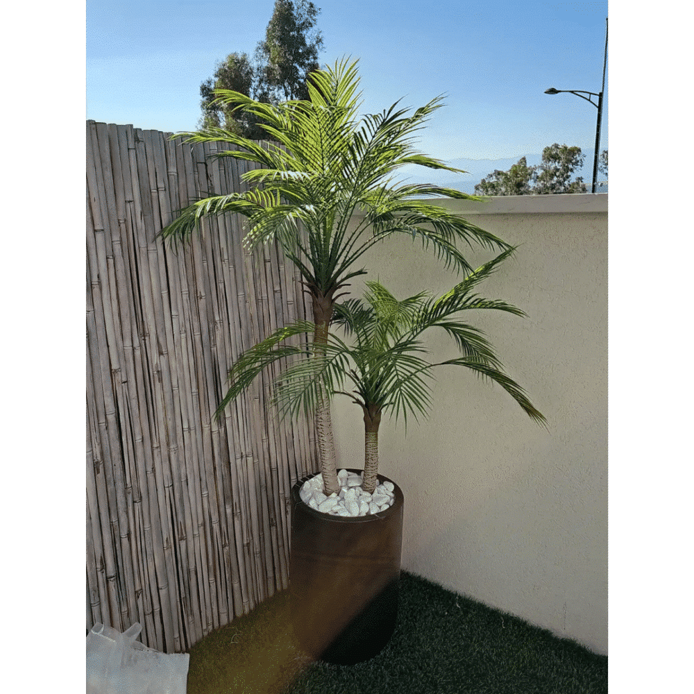 דקל מפוצל 1.2 מטר כולל כד הוואי שחור 50 ס"מ