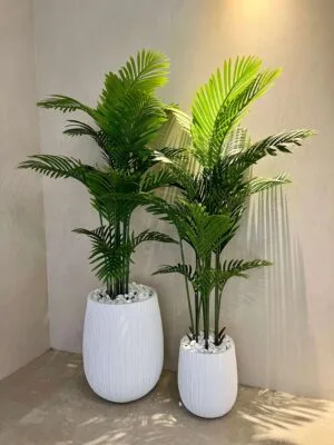סט זוג כדי סנטוריני כולל זוג עצי דקל אריקה 1.6 מטר