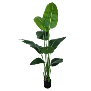 ציפור גן עדן 1.6 מטר