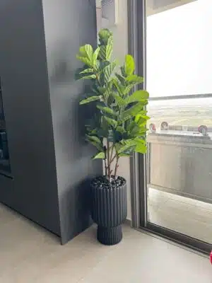 פיקוס כינורי 1.5 מטר UV לשמש כולל כד ונציה במגוון צבעים