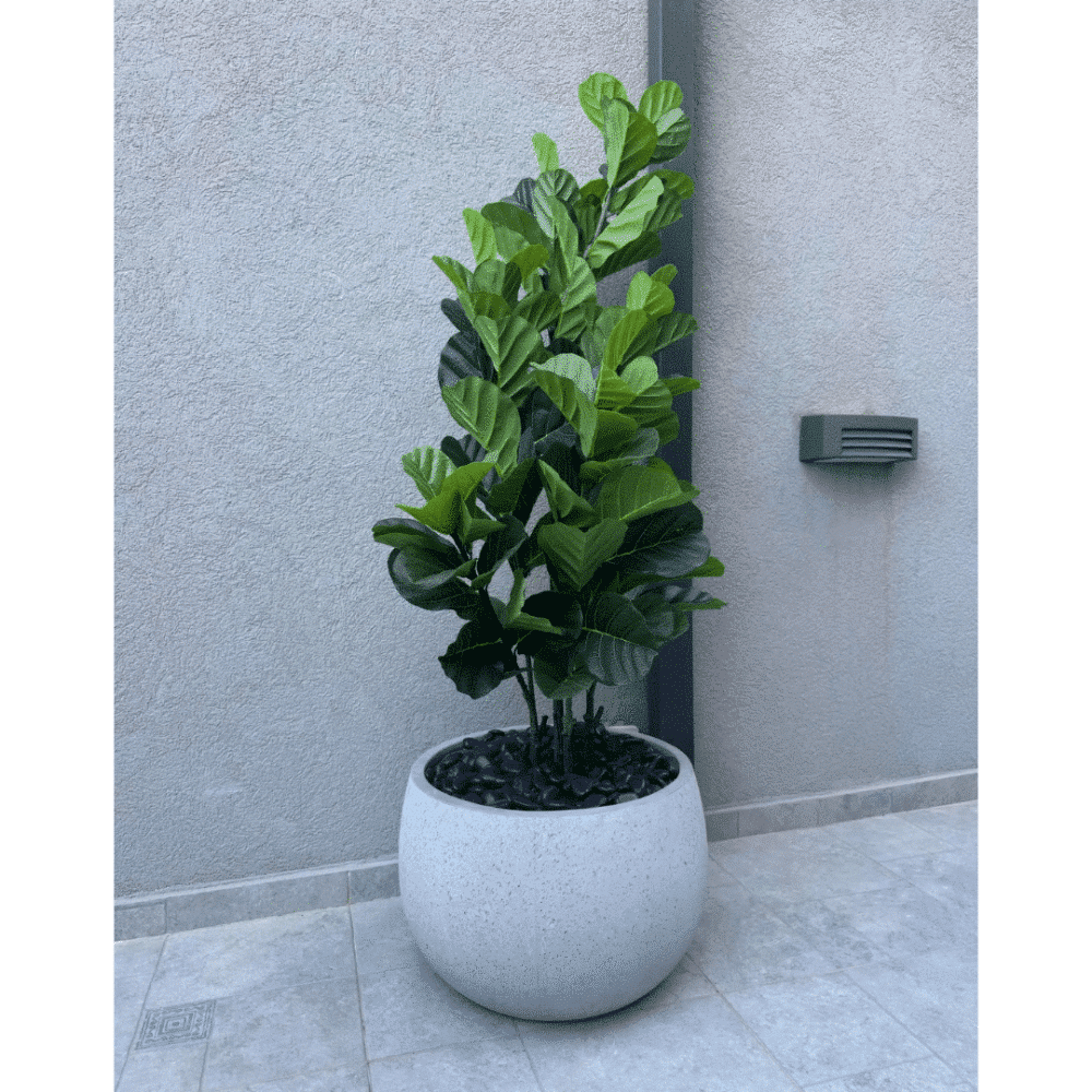 פיקוס כינורי 1.5 מטר UV לשמש כולל קערה גדולה בטון טבעי