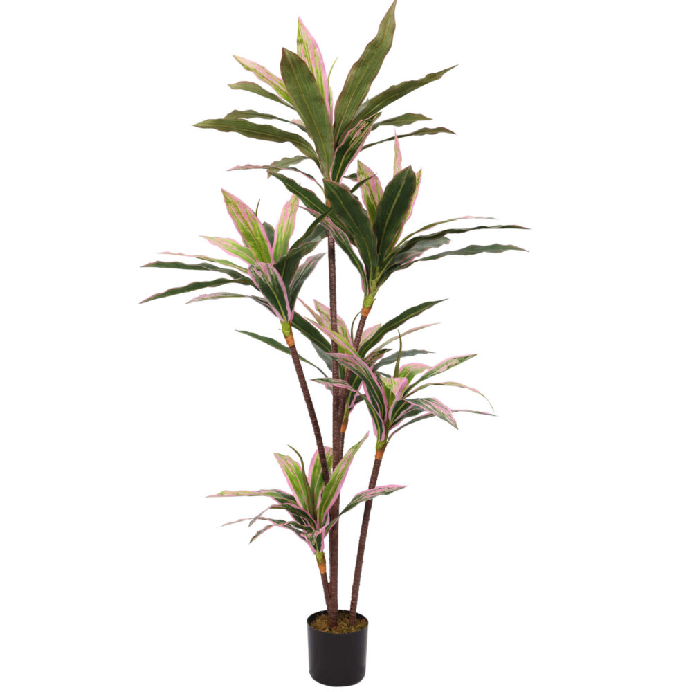 קורדולינה 1.6 מטר UV לשמש