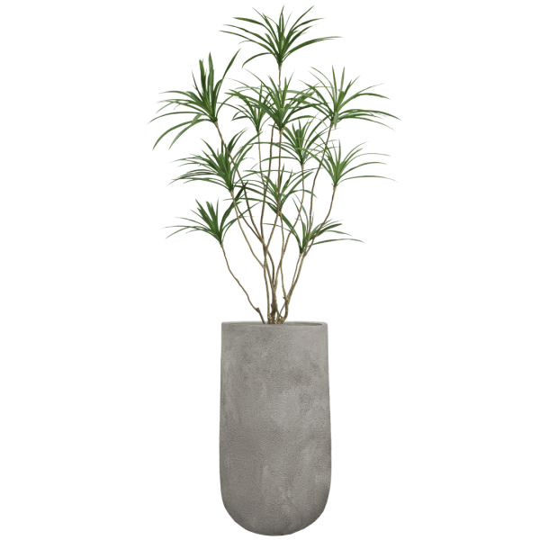 עץ דרצנה מלאכותי 1.5 מטר כולל כד פארוס