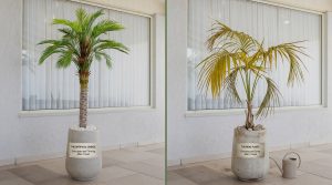 צמח מלאכותי מול צמח חי: ההשוואה הכלכלית המלאה ל-5 שנים
